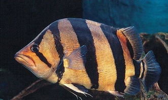 泰國觀賞魚首次登陸廊坊 異域風情點綴鹽城引養殖熱潮
