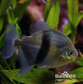 觀賞魚怎樣飼養