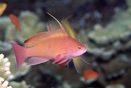 色彩繽紛的海水觀賞魚 五彩斑斕的海底世界
